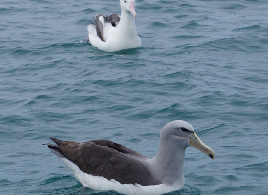 09-2015 Albatross Encounter - 11 of 17