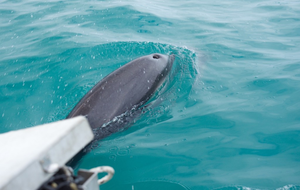 09-2015 Albatross Encounter - 13 of 17
