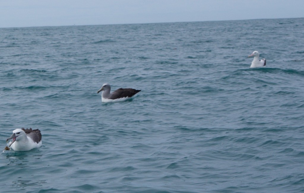09-2015 Albatross Encounter - 10 of 17