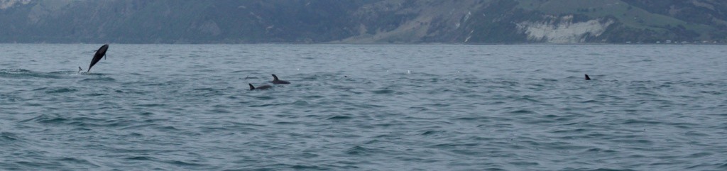 09-2015 Albatross Encounter - 14 of 17