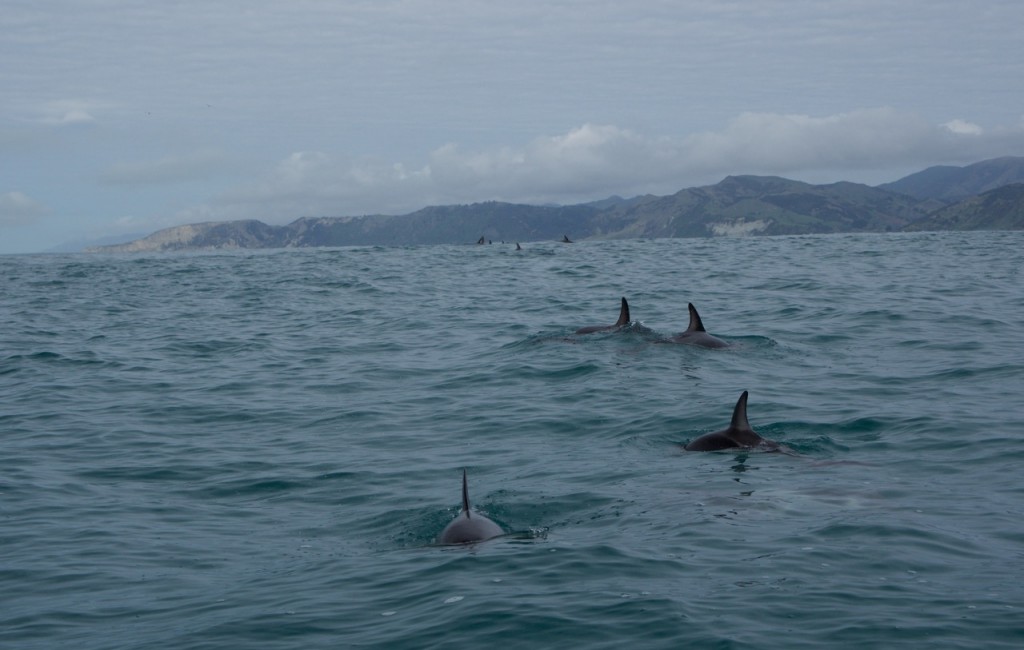 09-2015 Albatross Encounter - 15 of 17