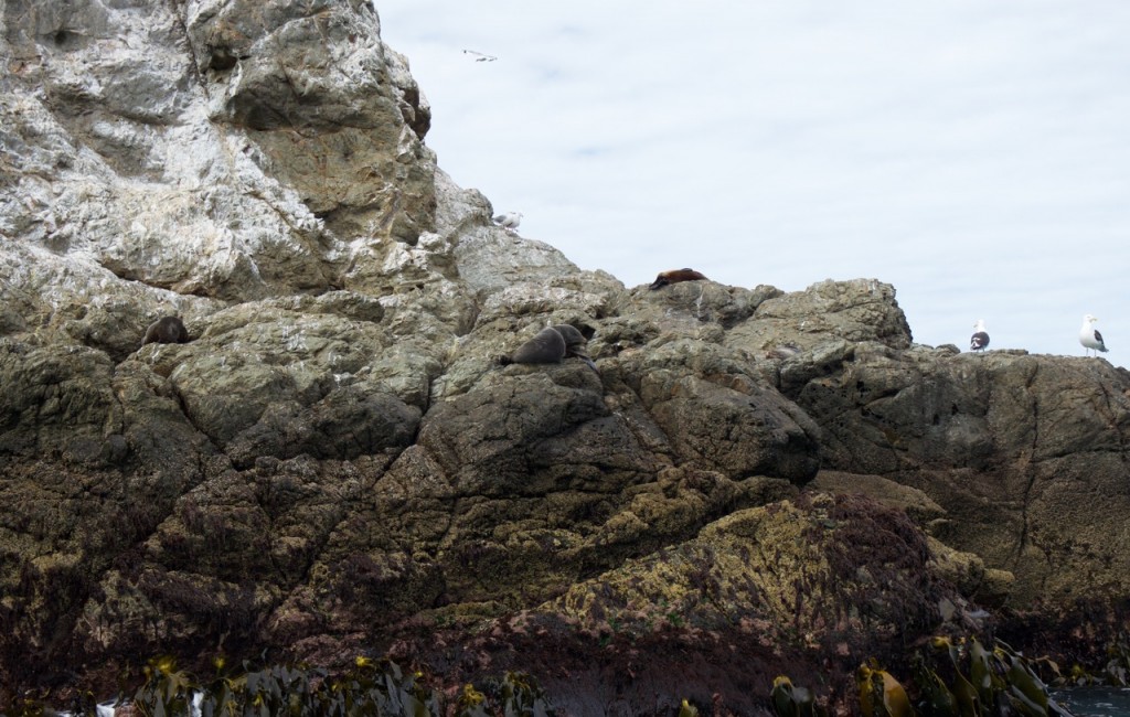 09-2015 Albatross Encounter - 16 of 17