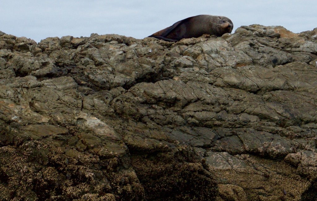 09-2015 Albatross Encounter - 17 of 17