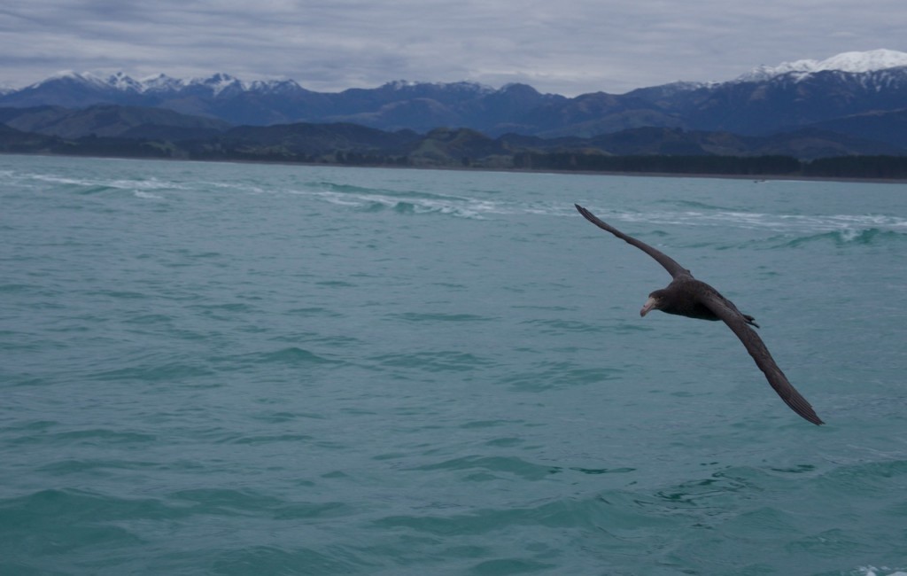 09-2015 Albatross Encounter - 4 of 17