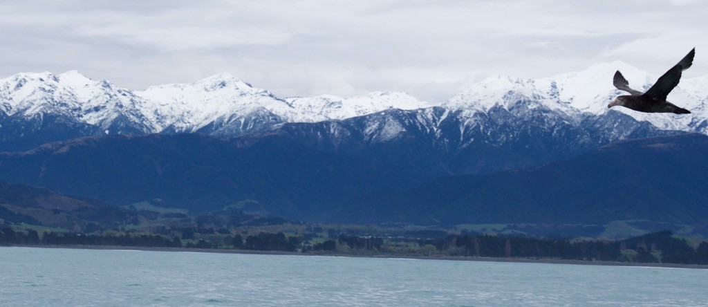 09-2015 Albatross Encounter - 6 of 17