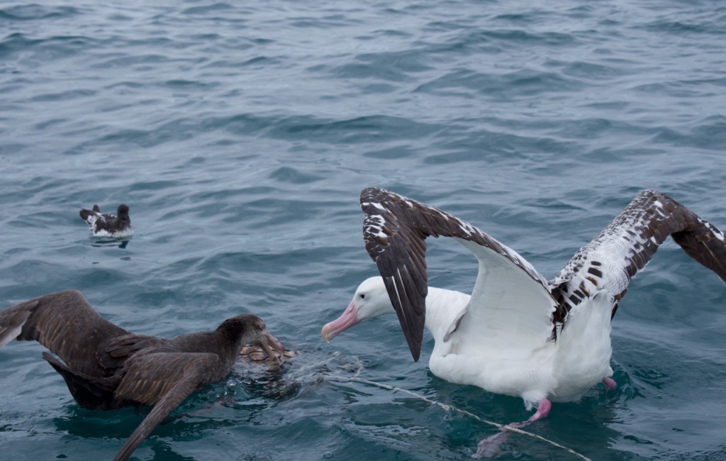 09-2015 Albatross Encounter - 7 of 17