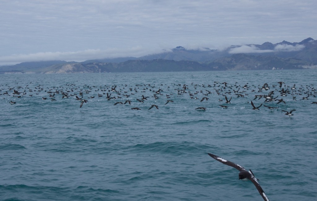 09-2015 Albatross Encounter - 9 of 17