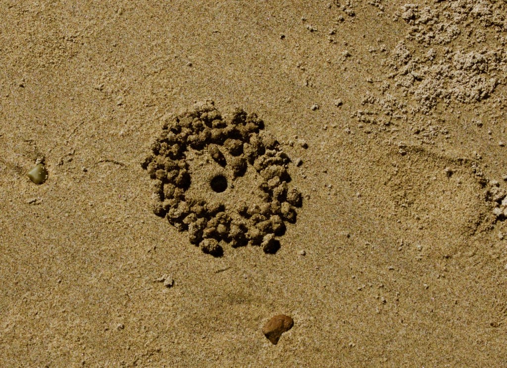 crab poop 2